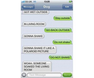 TextDog4