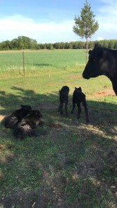 33425662_2112608112354726_1247860249151406080_n