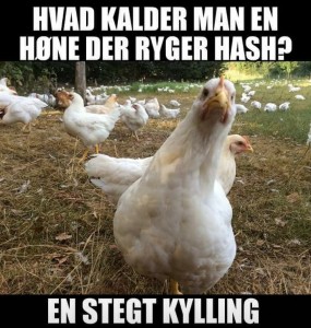 kylling2