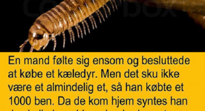 kæledyr